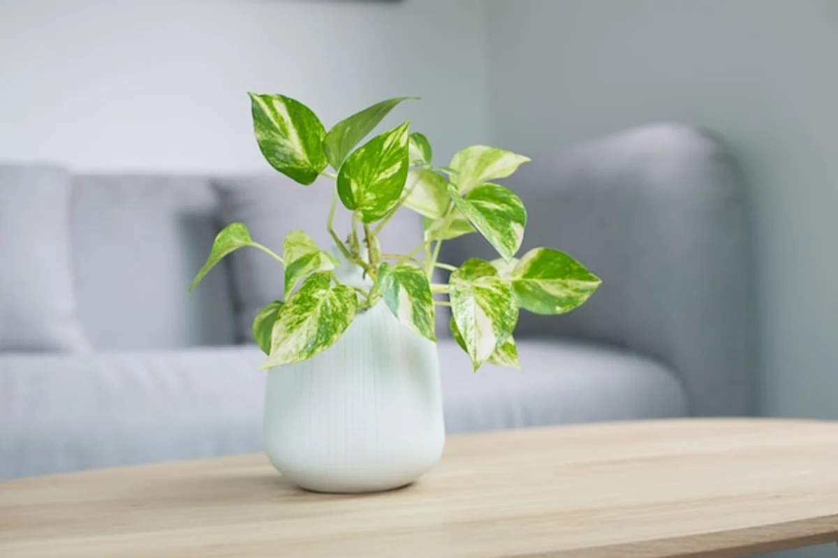 close up golden pothos plant air purifying indoor living room