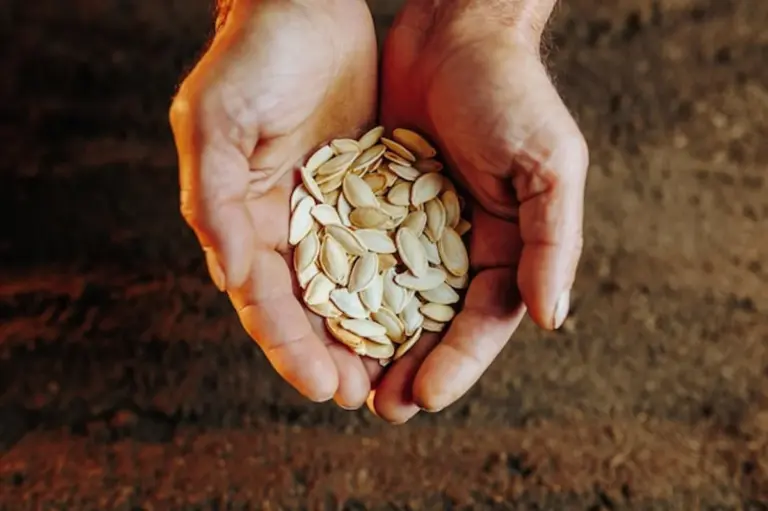 elderly hands holding old vegetable seeds