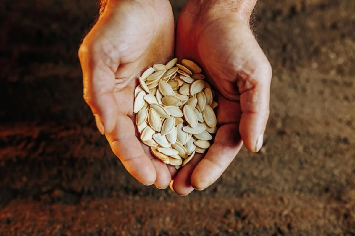 elderly hands holding old vegetable seeds