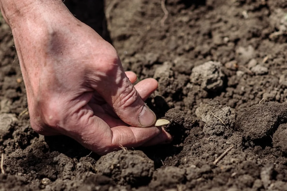 senior sowing old vegetable seeds in the garden