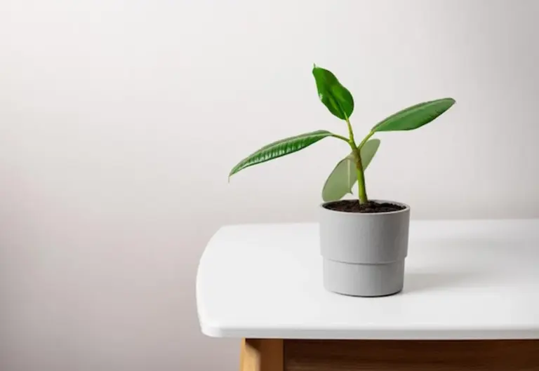 modern ficus plant pot minimal living room