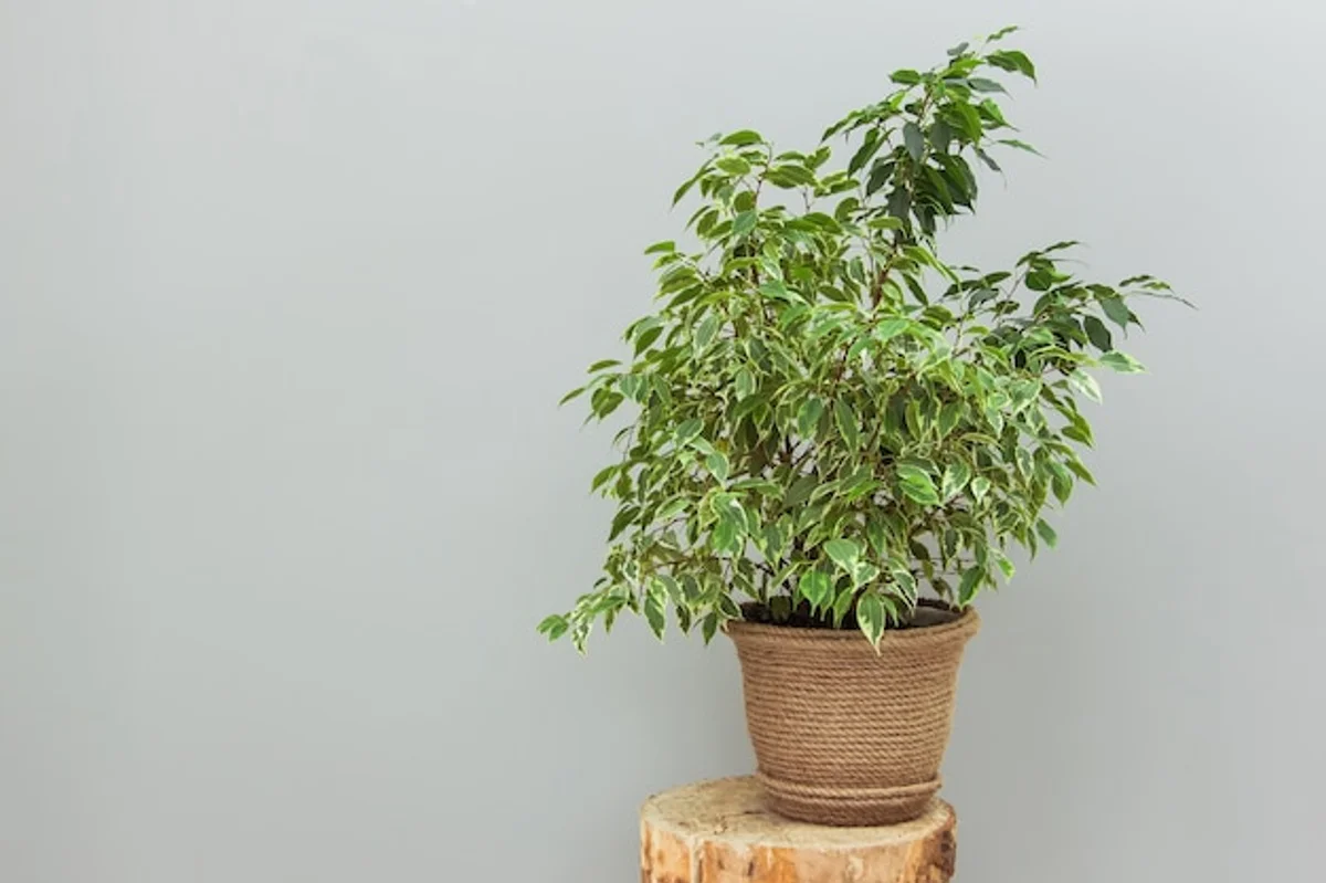 ficus plant modern minimalistic pot living room
