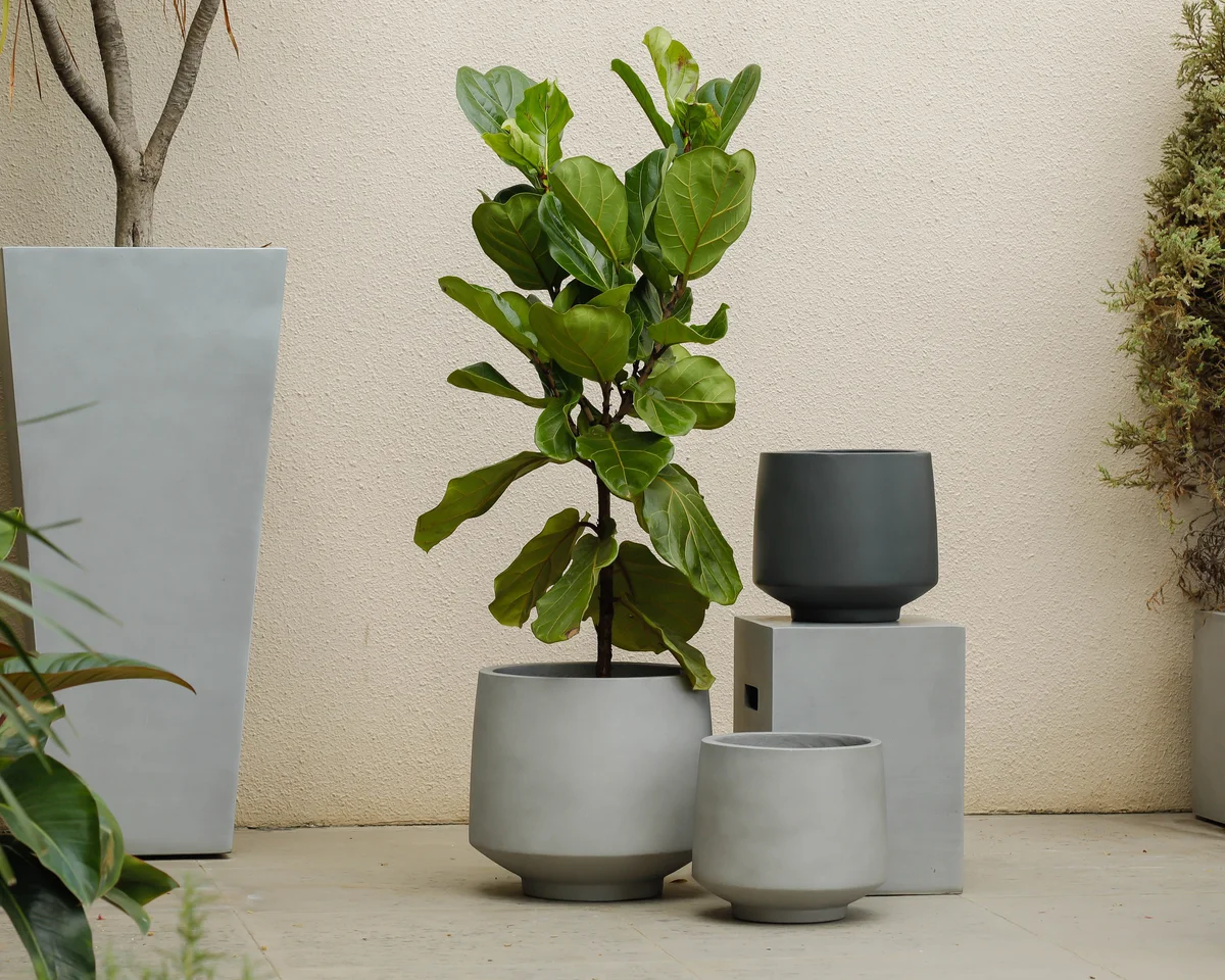 ficus plant pot comparison plastic vs ceramic indoors minimalism