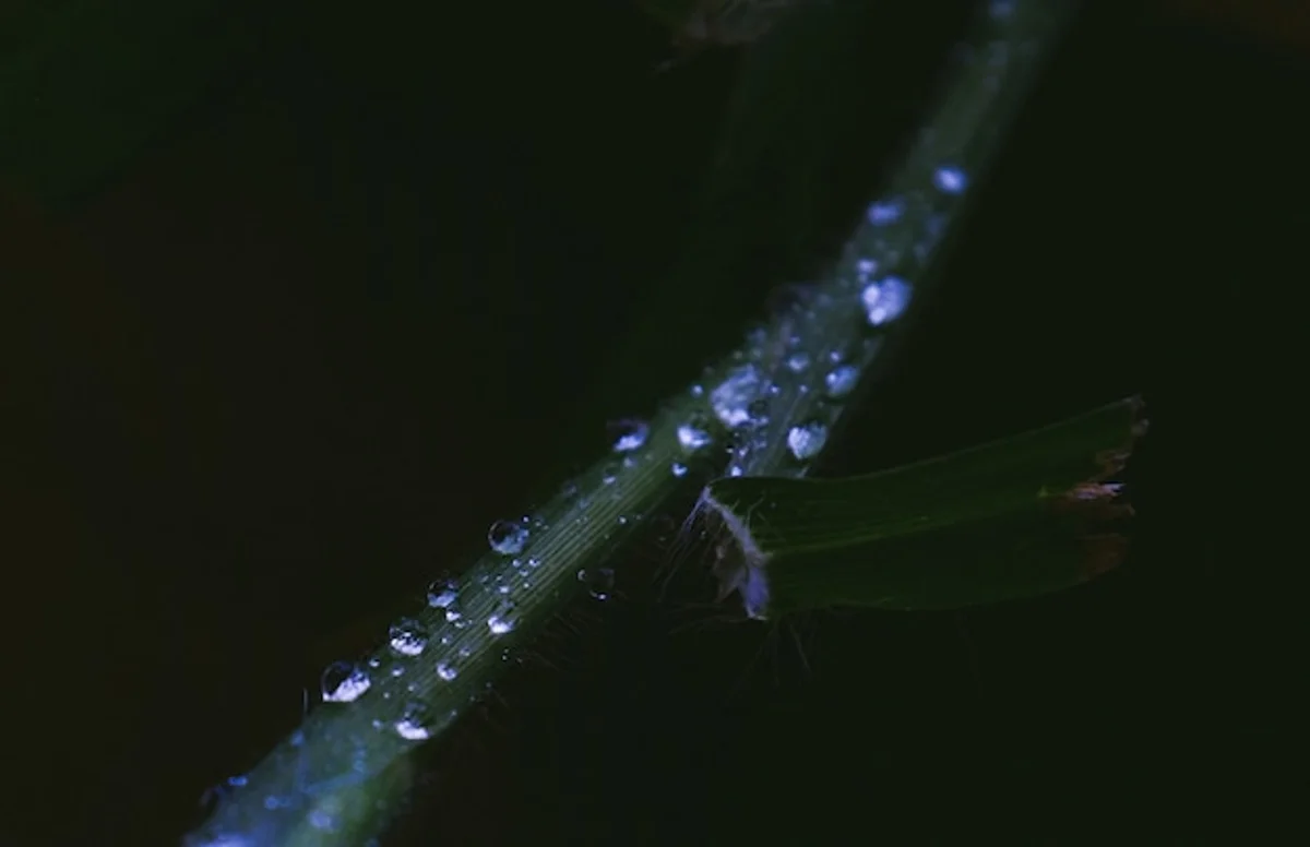 watering garden at night with visible dew