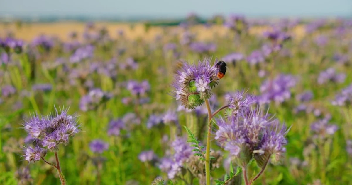 wild bee on purple flower in German garden
