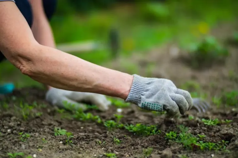 seedling pests prevention garden close up