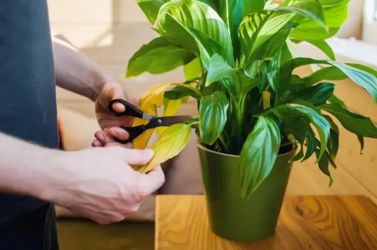 overwatered houseplant symptoms