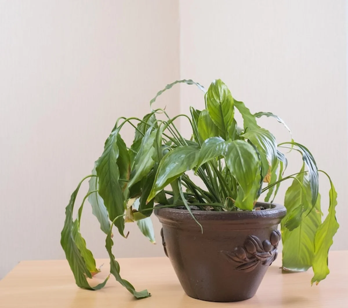 indoor plants drooping from overwatering
