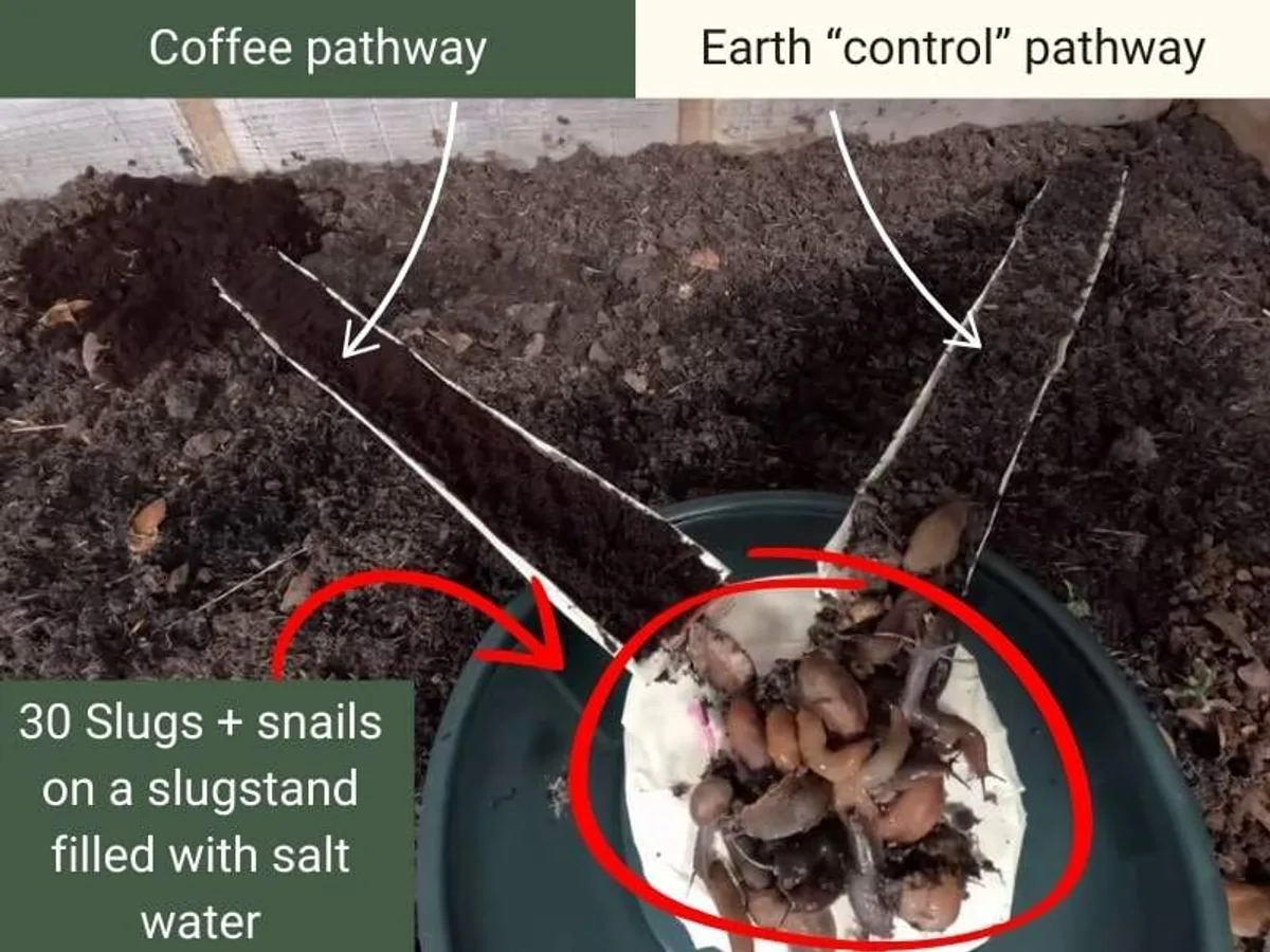 snails avoided by coffee grounds in vegetable garden