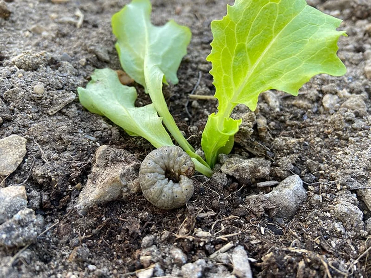 crushed garlic around vegetable plants pest control germany