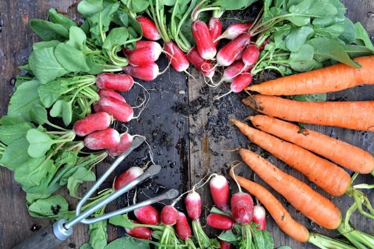carrots and radishes growing together in garden closeup