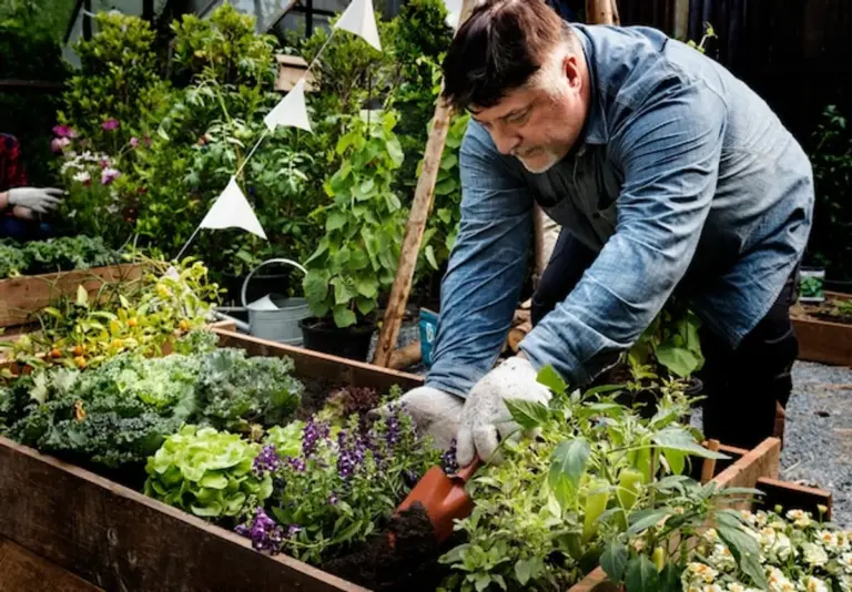 senior citizen gardening raised bed herbs vegetables