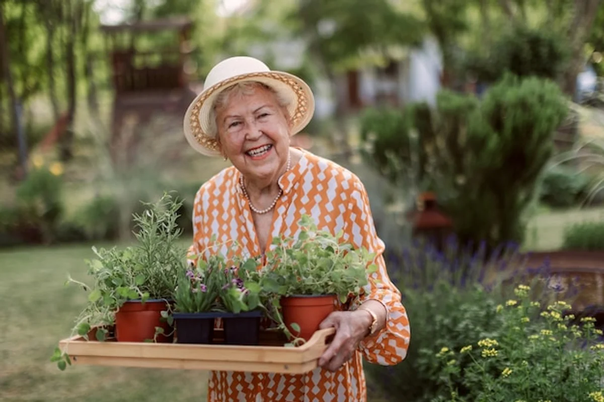senior woman harvesting herbs garden sunny