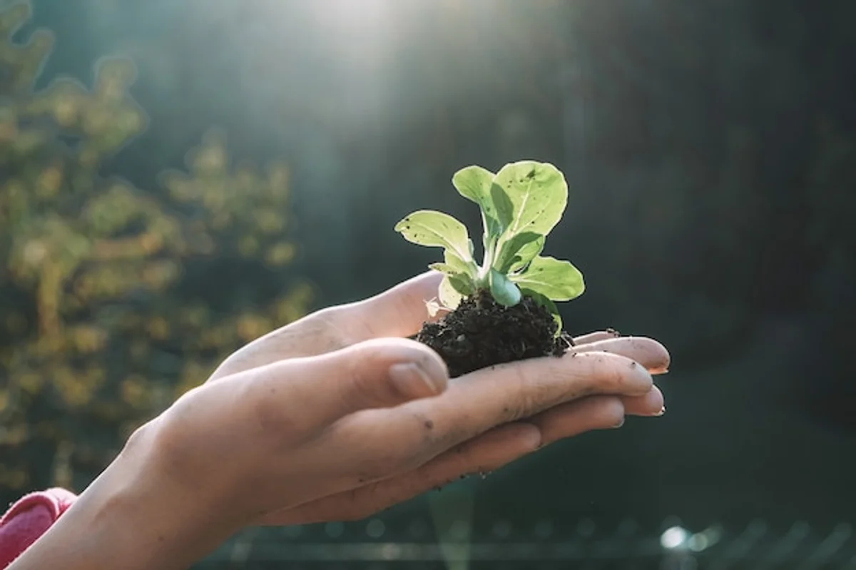 woman hands planting organic vegetable seeds eco garden