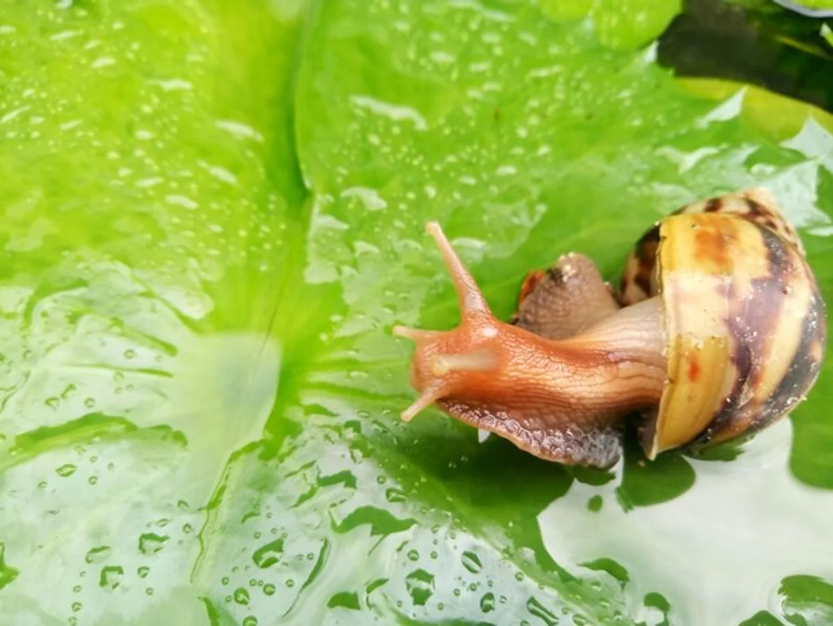 close up of snail on salad leaves childhood nature backyard