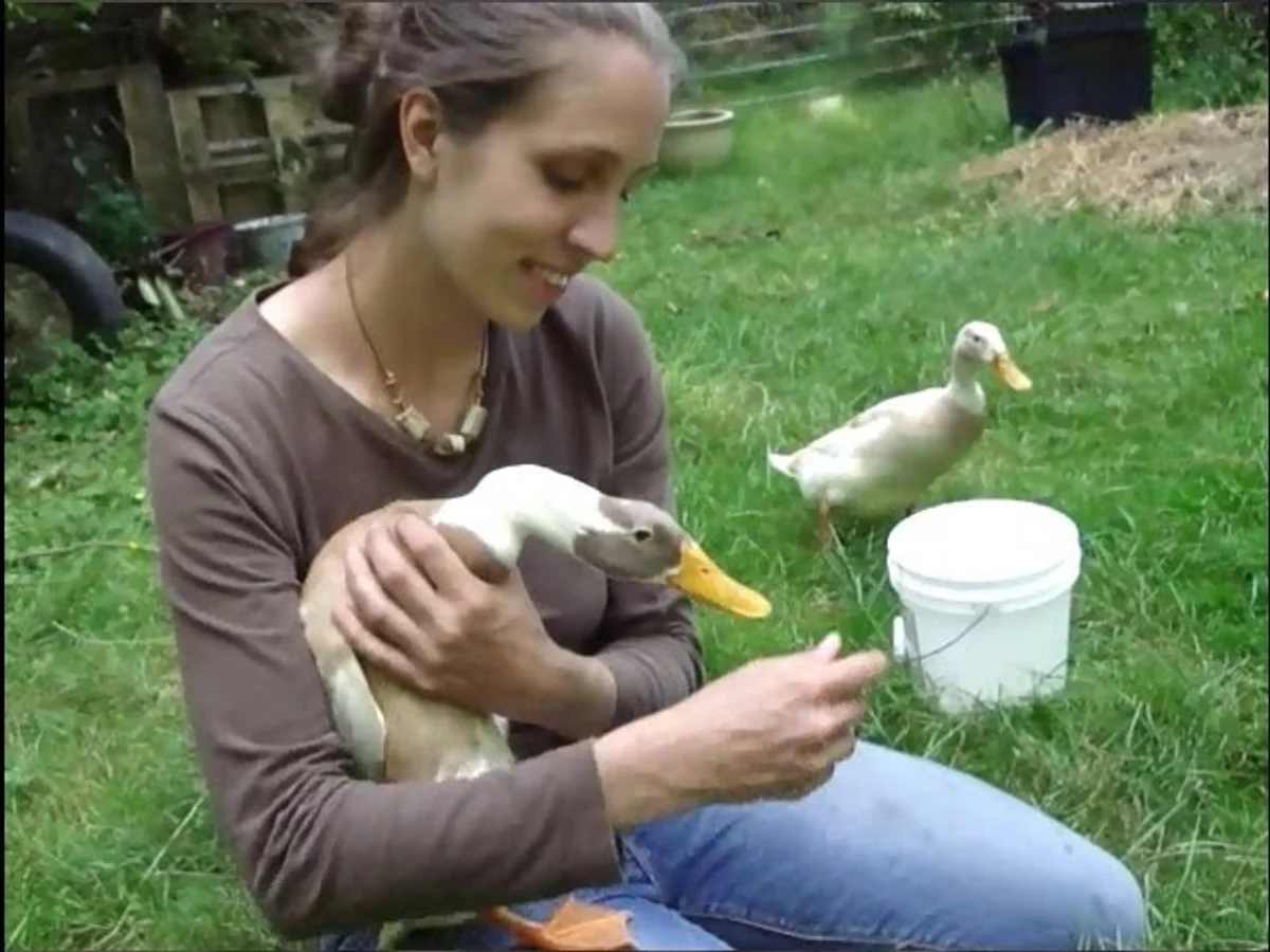runner ducks in garden slug control eco gardening