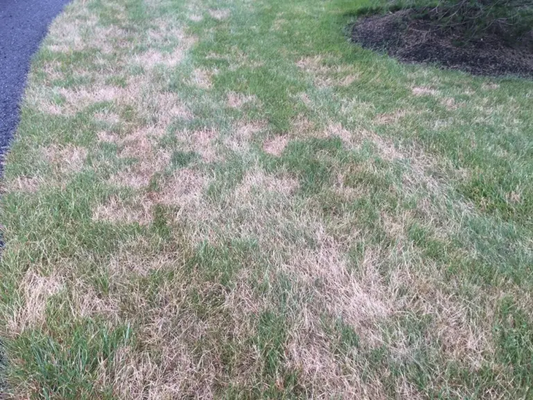 overwatered lawn damage Germany