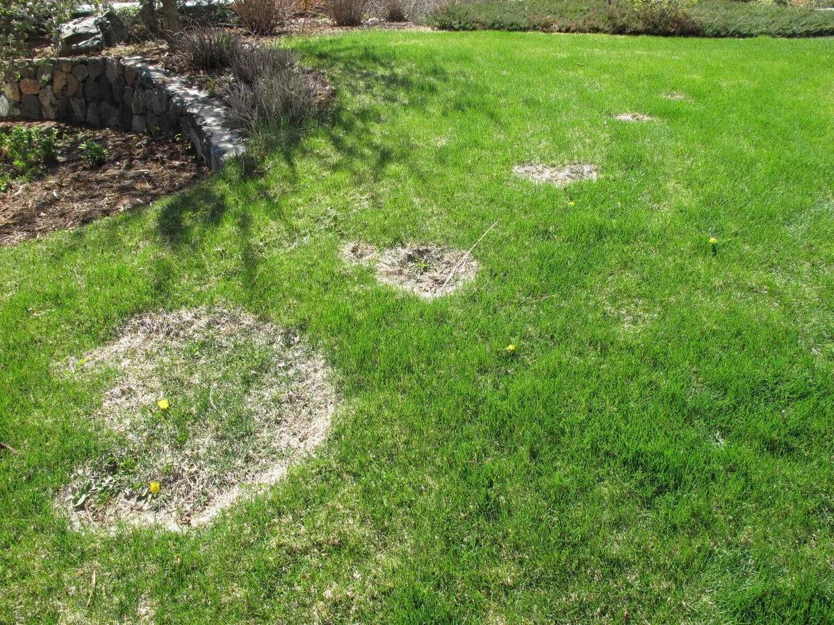overwatered lawn damage Germany