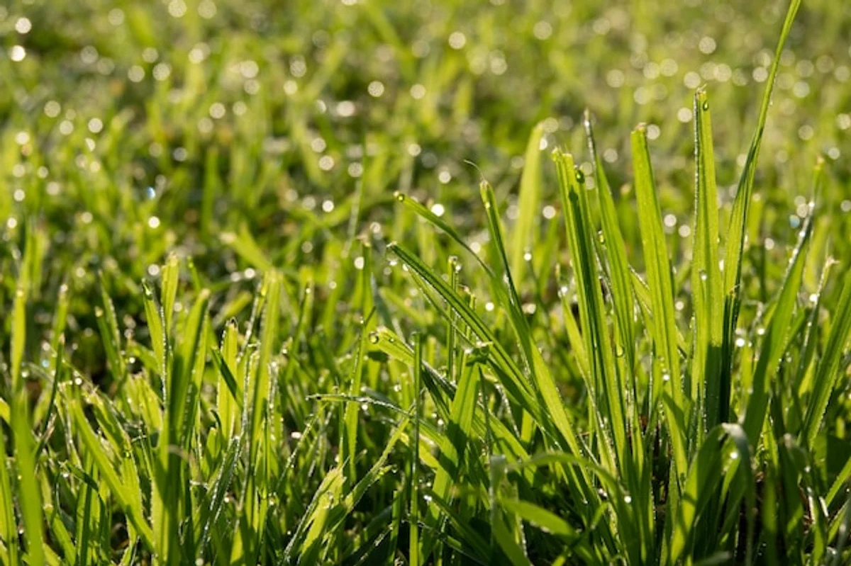 thick natural lawn with dew morning sunlight