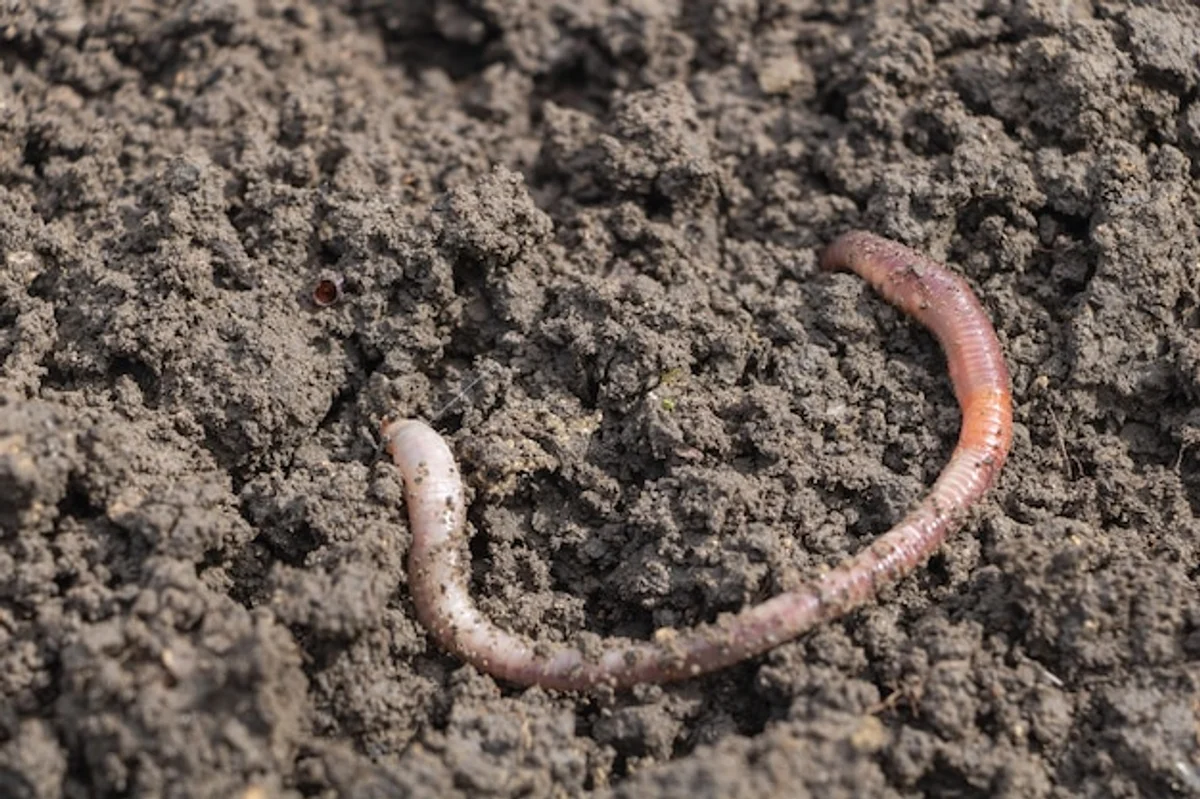 closeup earthworms in soil natural garden