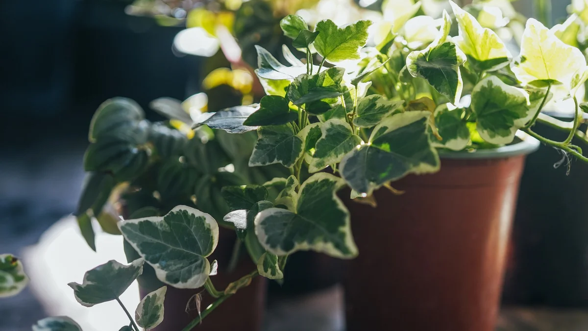 ivy plant care mistakes