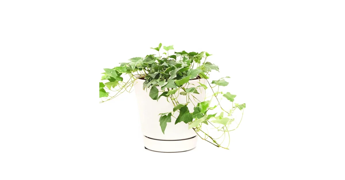 waterlogged ivy houseplant