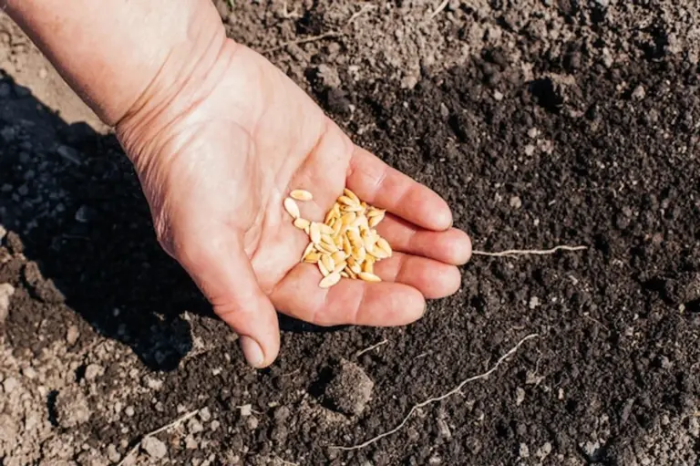 planting seedling correct depth measuring garden hands