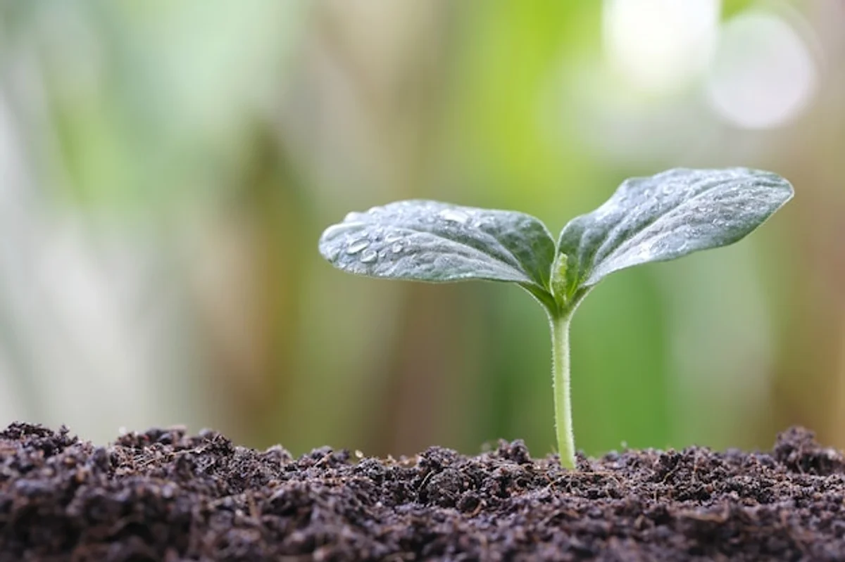 young vegetable seedlings in garden soil close up