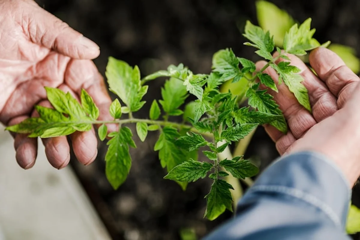 gardener hands planting young seedling, depth measurement