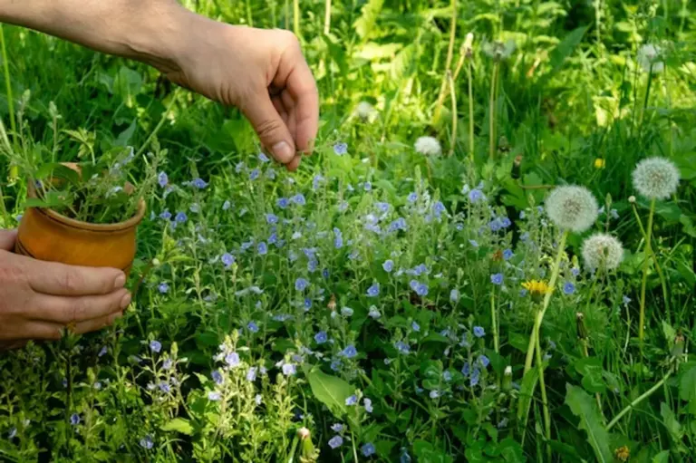 natural lawn weed removal Germany garden