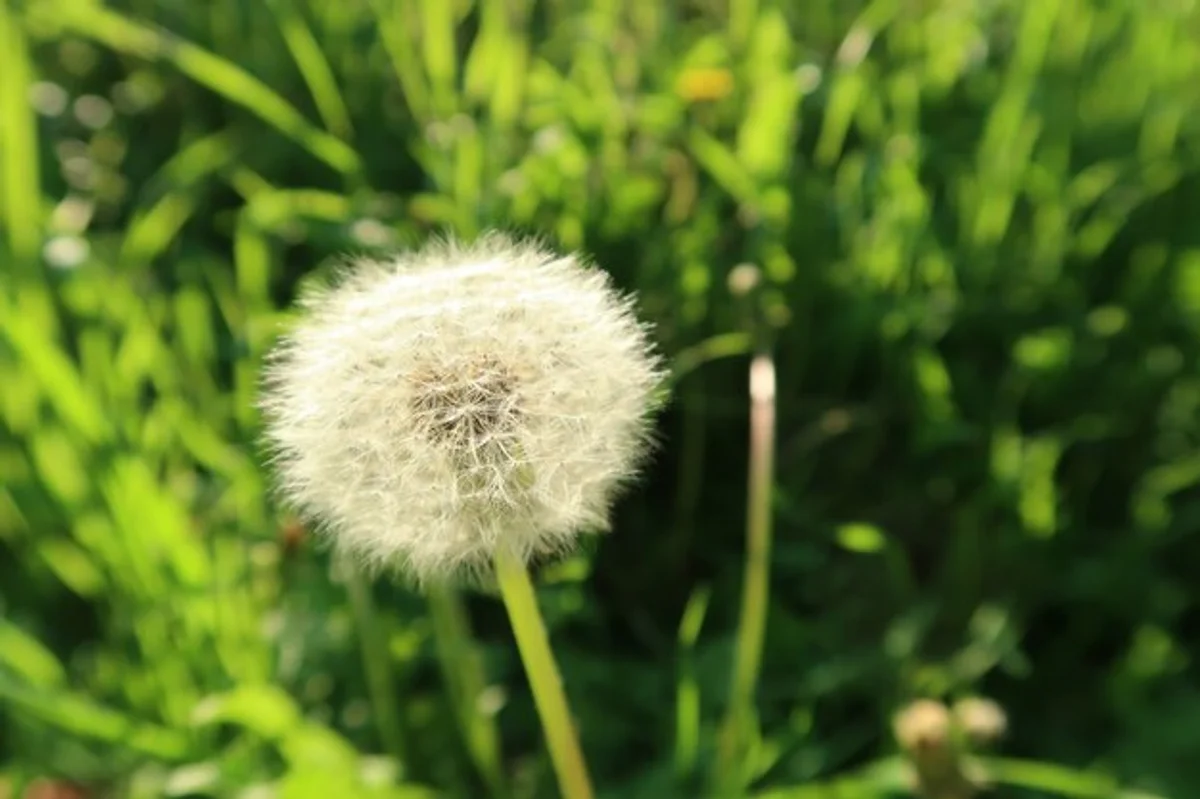 natural lawn with dandelion and weeds close up sunny