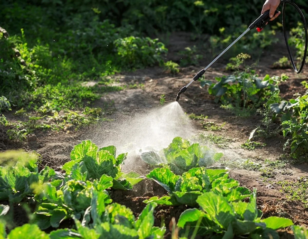 hand removing weed from lawn without chemicals