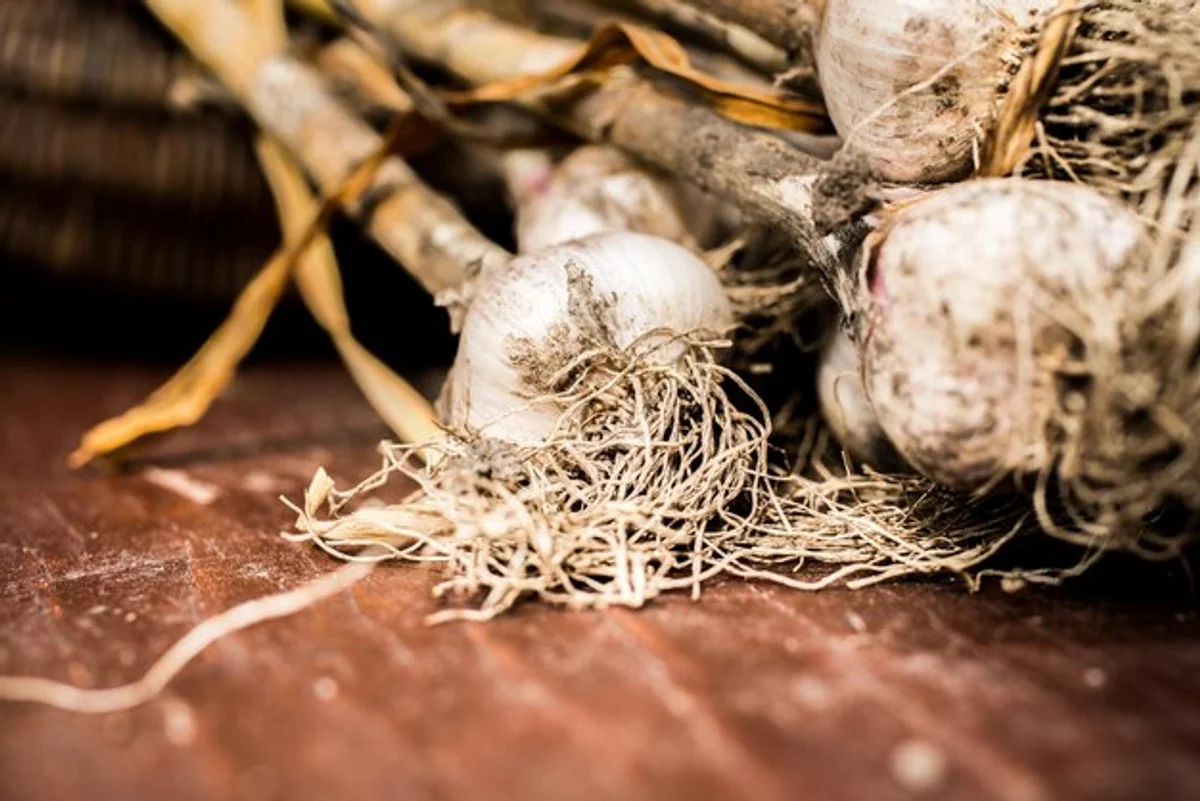 garlic in vegetable garden closeup natural pest control