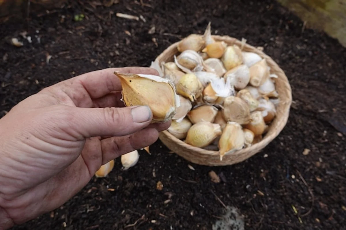 hand planting garlic cloves in soil with vegetables