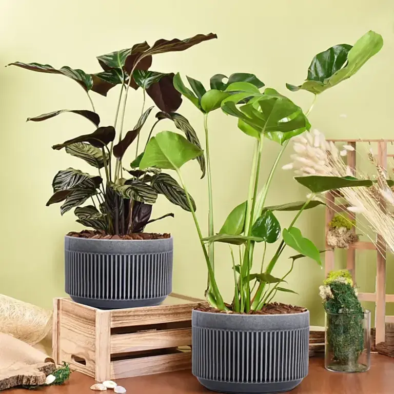 monstera and ivy side by side air purifying indoor plants high contrast