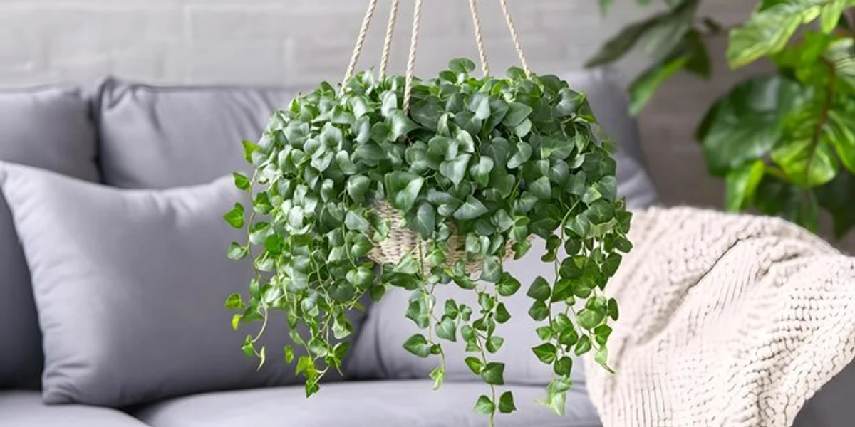 english ivy air purification home room