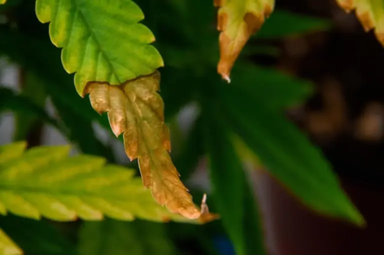 seedlings damaged by wrong temperature greenhouse