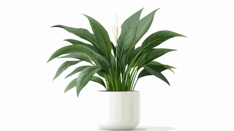 peace lily feng shui interior modern