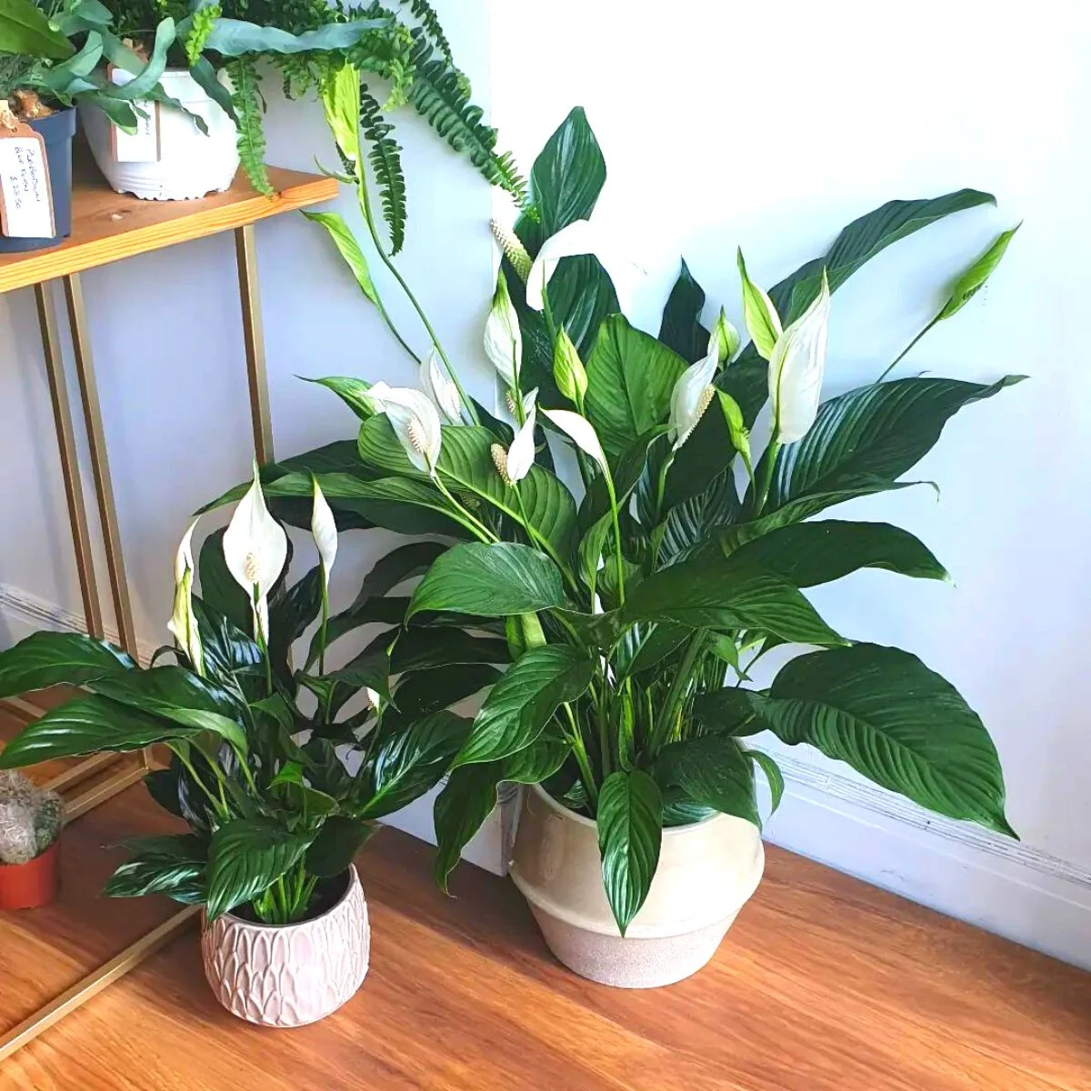 feng shui spathiphyllum workspace positive energy