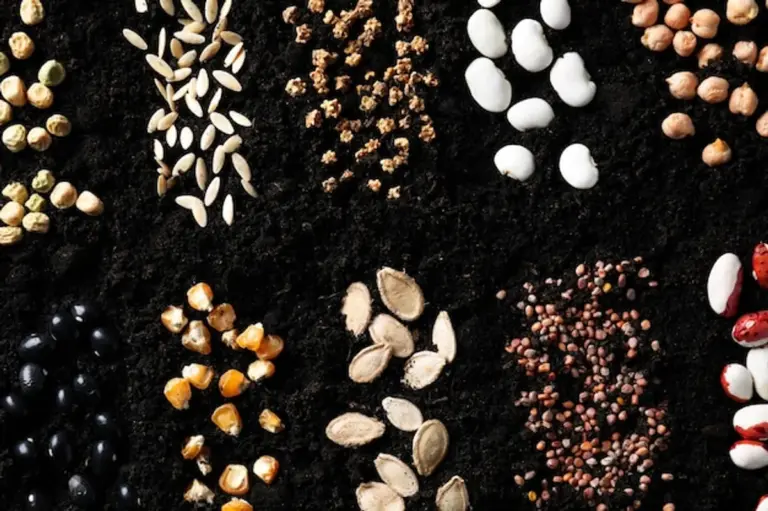 organic seeds variety garden Germany