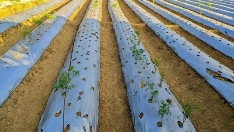 lawn mulching water saving technique green garden