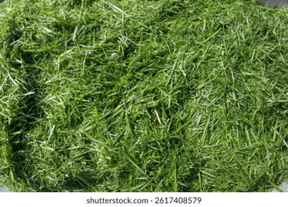 close up grass clippings mulch lawn german garden