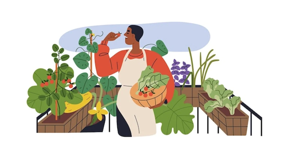 elderly woman harvesting tomatoes on balcony