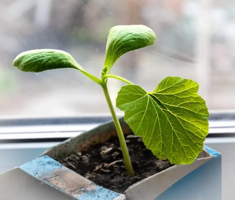 growing seeds at home windowsill spring
