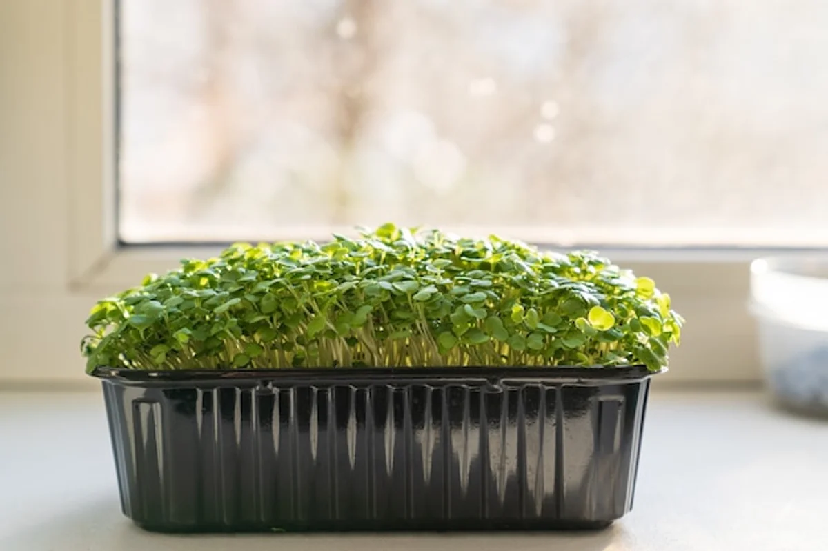 sprouting seeds home windowsill