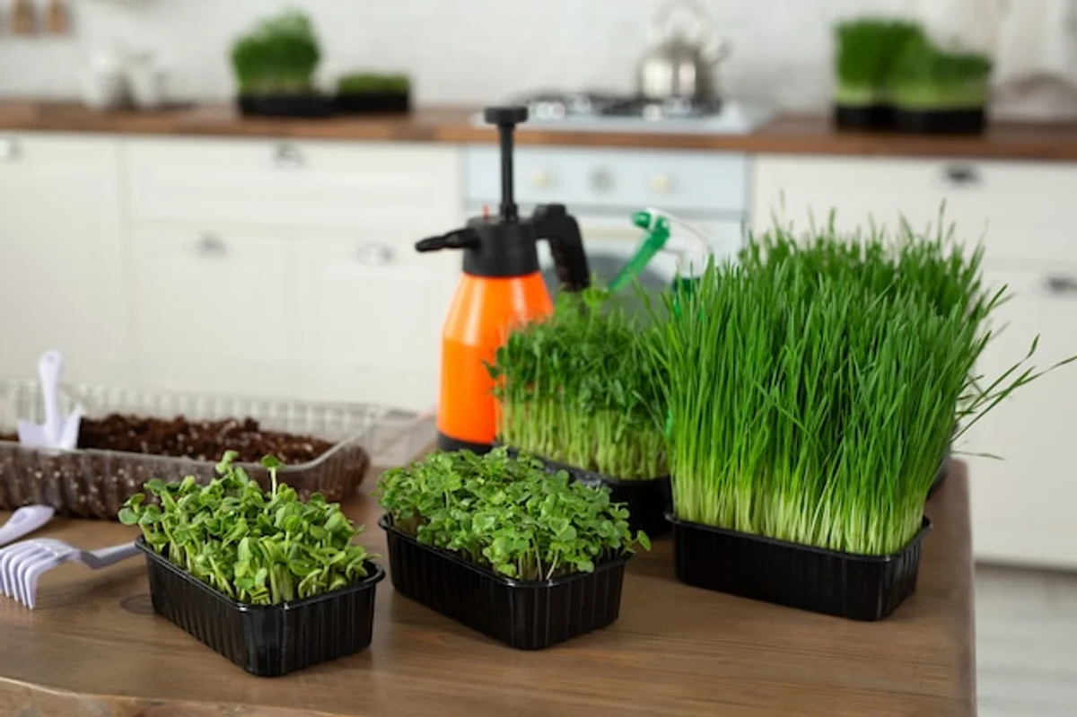 homemade seedling setup kitchen table