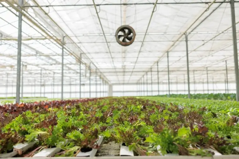 natural organic fertilizer garden Germany
