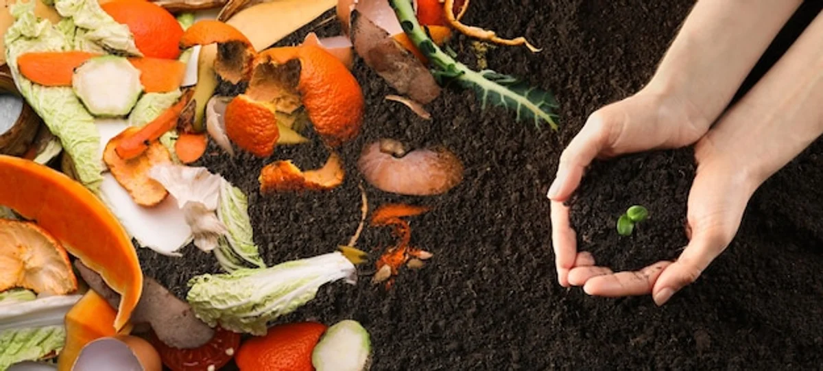 seedlings growing with natural kitchen waste fertilizer