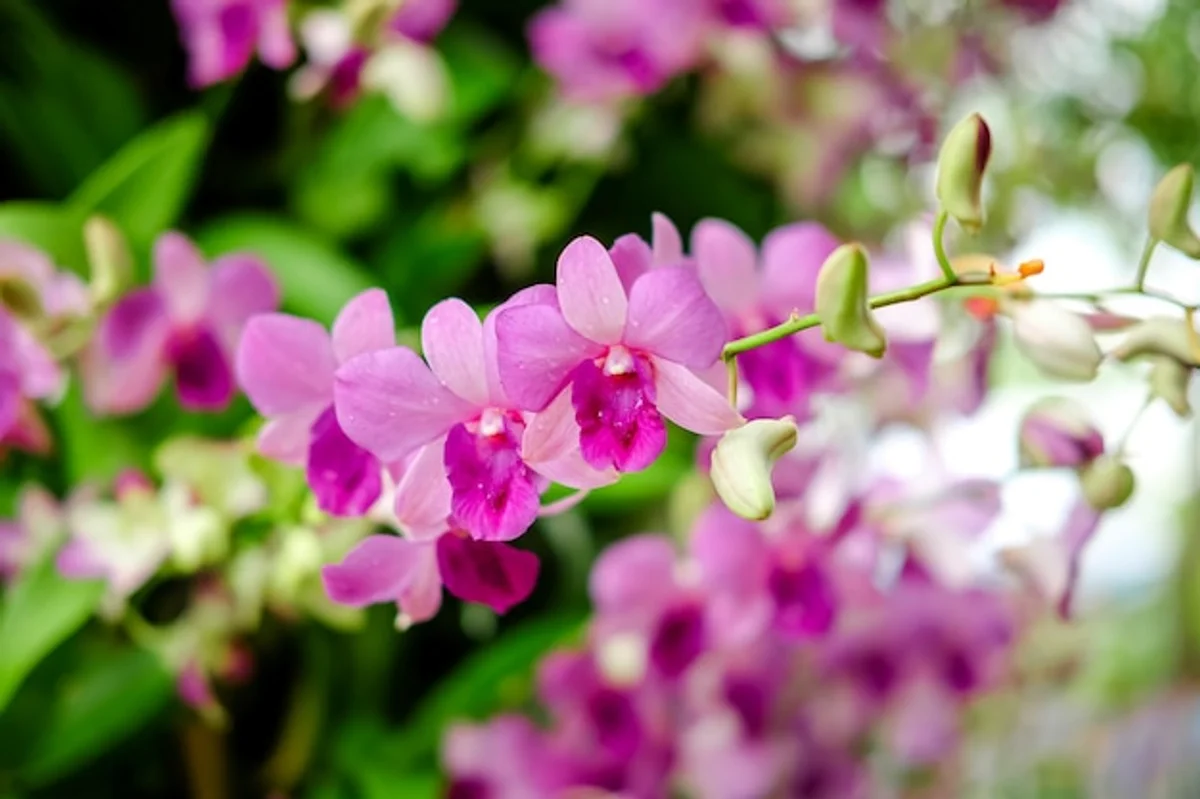 healthy orchid phalaenopsis close up