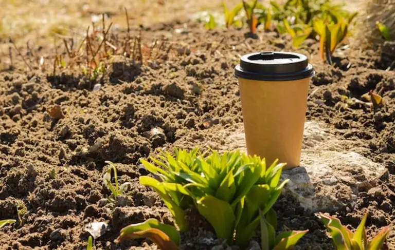close up coffee grounds on soil with tomato plant
